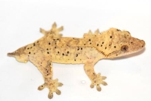 Super Dalmatian Phantom Pin male