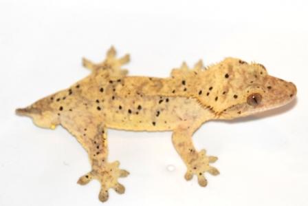 Super Dalmatian Phantom Pin male