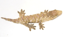 Isle of Pines male Leachie