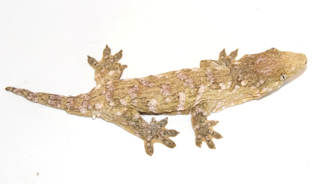 Isle of Pines male Leachie