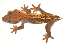 Female partial pin - subadult