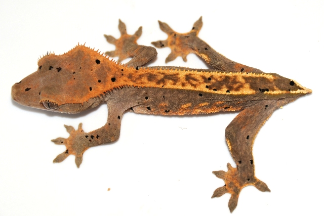 Female partial pin - subadult