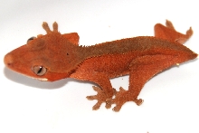 RED subadult female