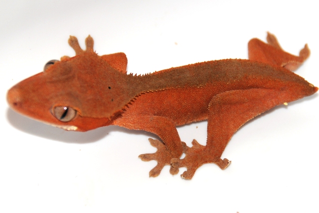 RED subadult female
