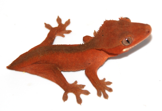 Red Subadult female