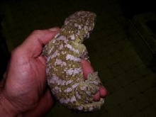 Nuu Ana Duu Ana previous juvenile