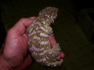 Nuu Ana Duu Ana previous juvenile