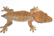 Phantom Pin Female