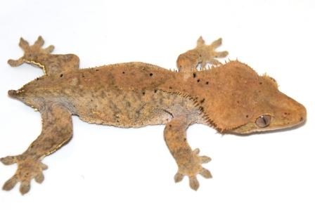 Phantom Pin Female