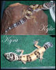 My two geckos