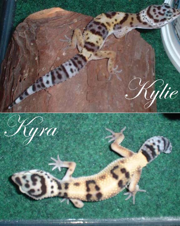 My two geckos
