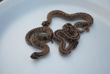 2011 stripped anacondas
