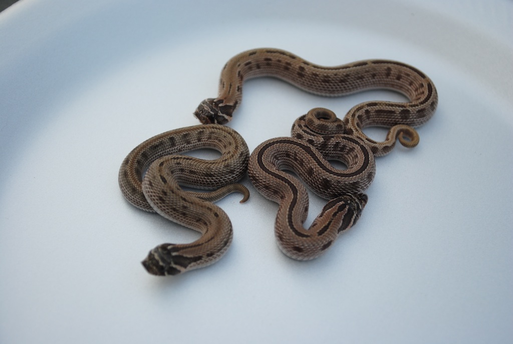2011 stripped anacondas