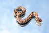 2011 stripped anaconda male