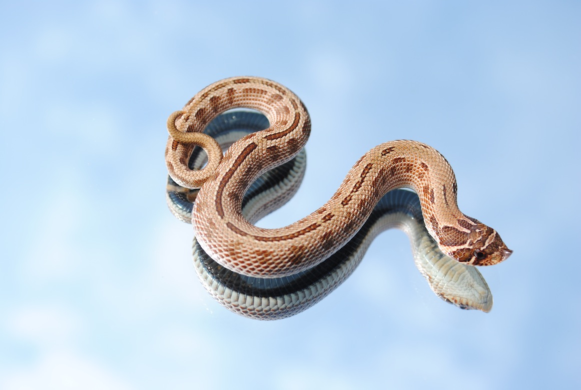 2011 stripped anaconda male
