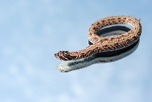 2011 stripped anaconda female