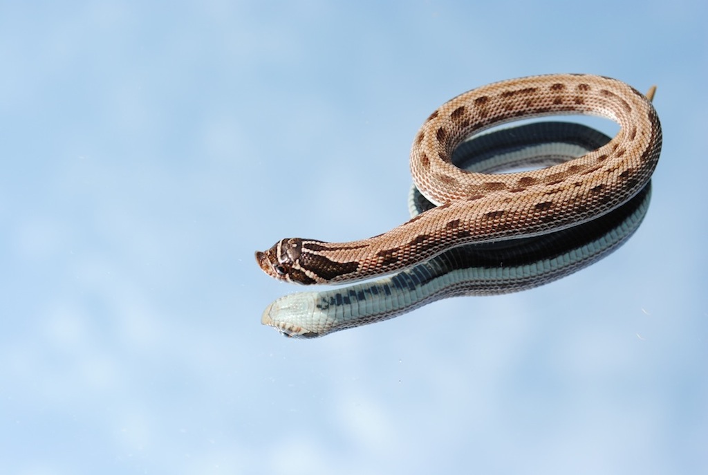 2011 stripped anaconda female