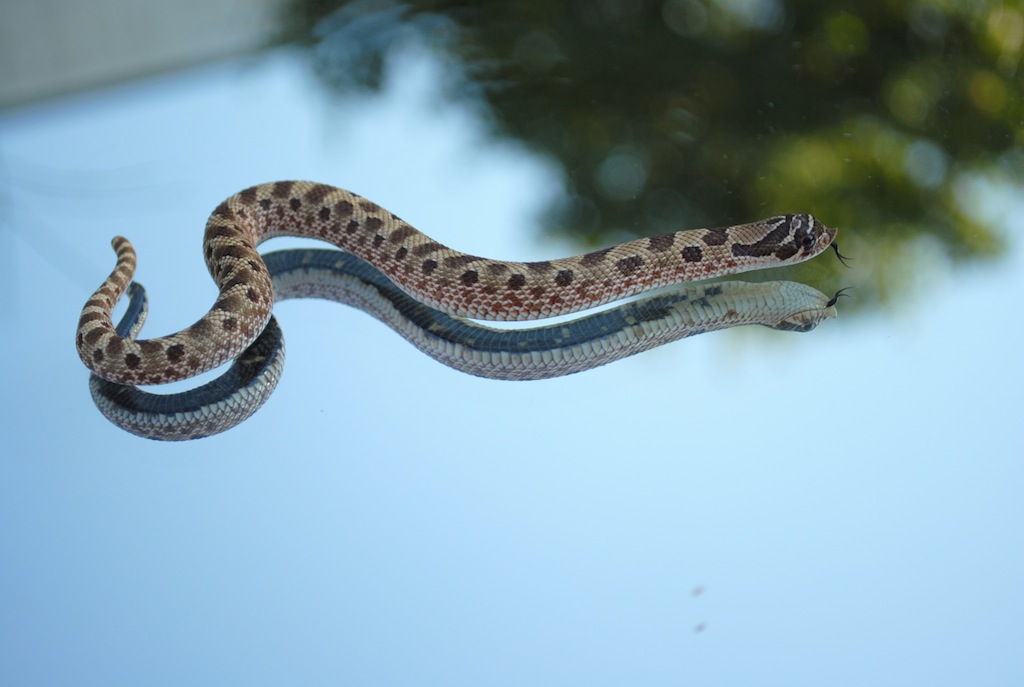 2o11 anaconda male stub tail