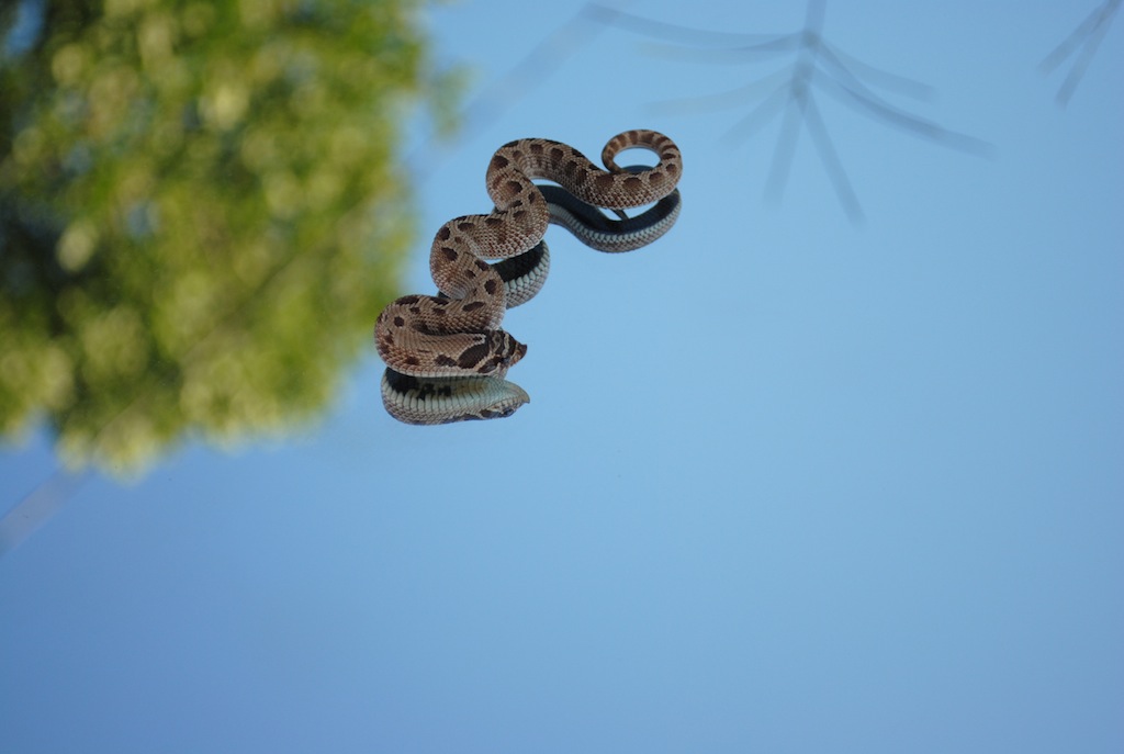 2011 anaconda male