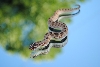 2o11 anaconda male
