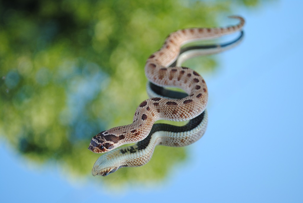 2o11 anaconda male