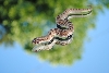 2011 anaconda male