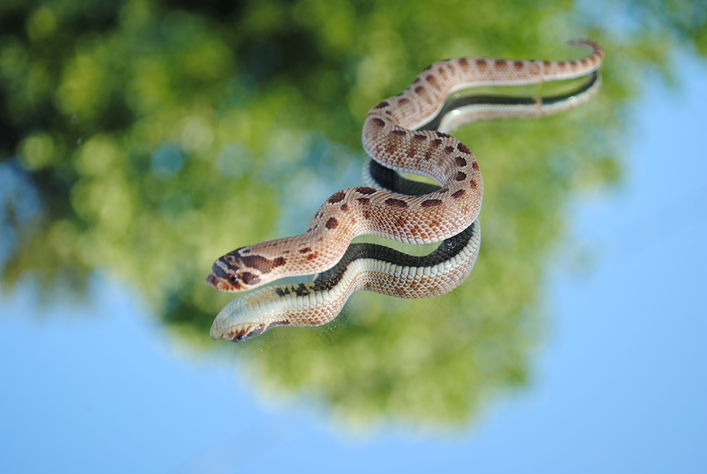 2011 anaconda male