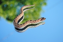 2011 anaconda female