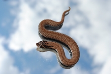 2012 super conda male