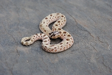 anaconda male
