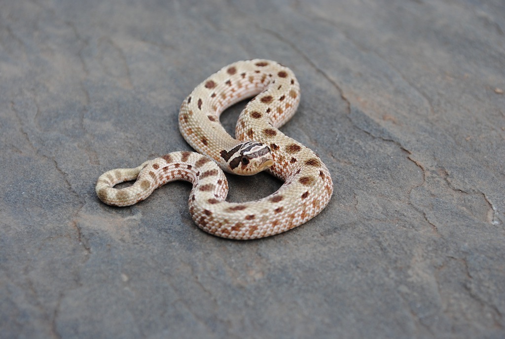 anaconda male