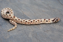 anaconda female
