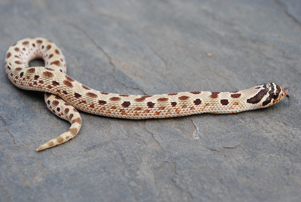 anaconda female