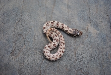 anacondas