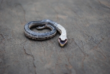 anacondas