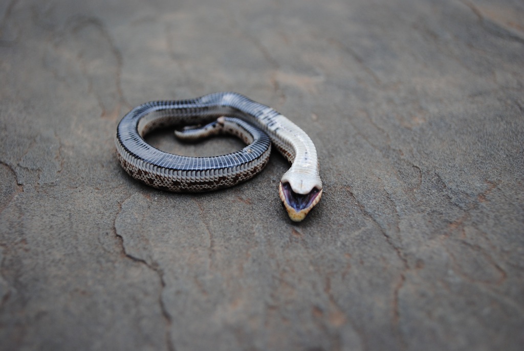 anacondas