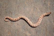 anacondas