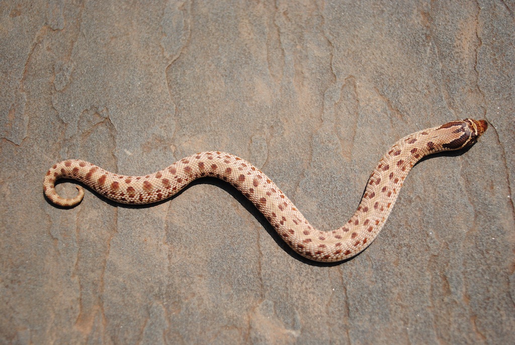 anacondas