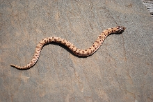 anacondas