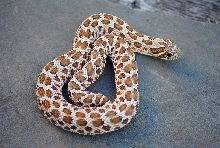 Eddy County New Mexico Locality captive bred