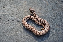 anaconda female 0660