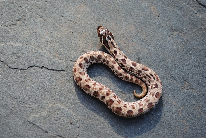 anaconda female 0660