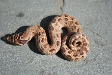2011 Anaconda Hog
