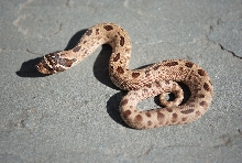 2011 Anaconda Hog