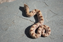 2011 Anaconda Hog