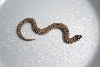 2011 Anaconda Hog