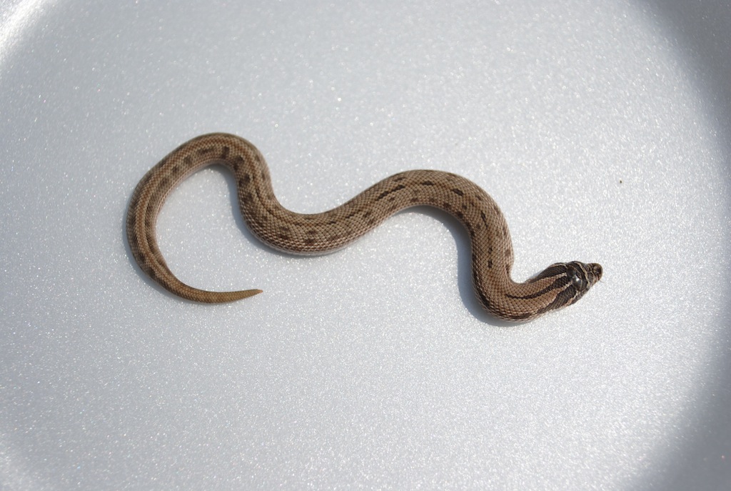 2011 Anaconda Hog