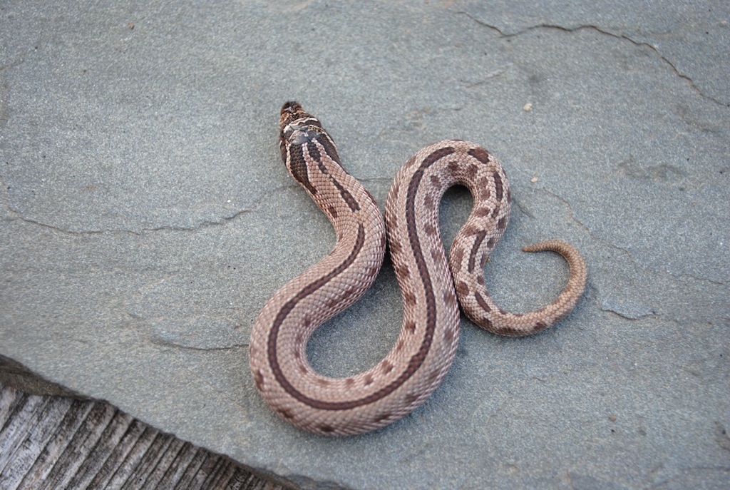 2011 stripped anacondas