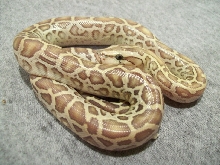 Hypo Het Leucistic Burmese
