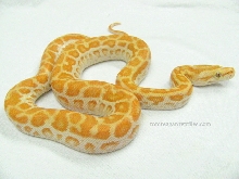 Pearl522